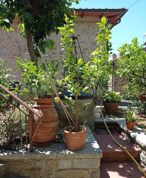 Appartamento Petreto Il Giardino Dei Limoni Castiglion Fiorentino Esterno foto